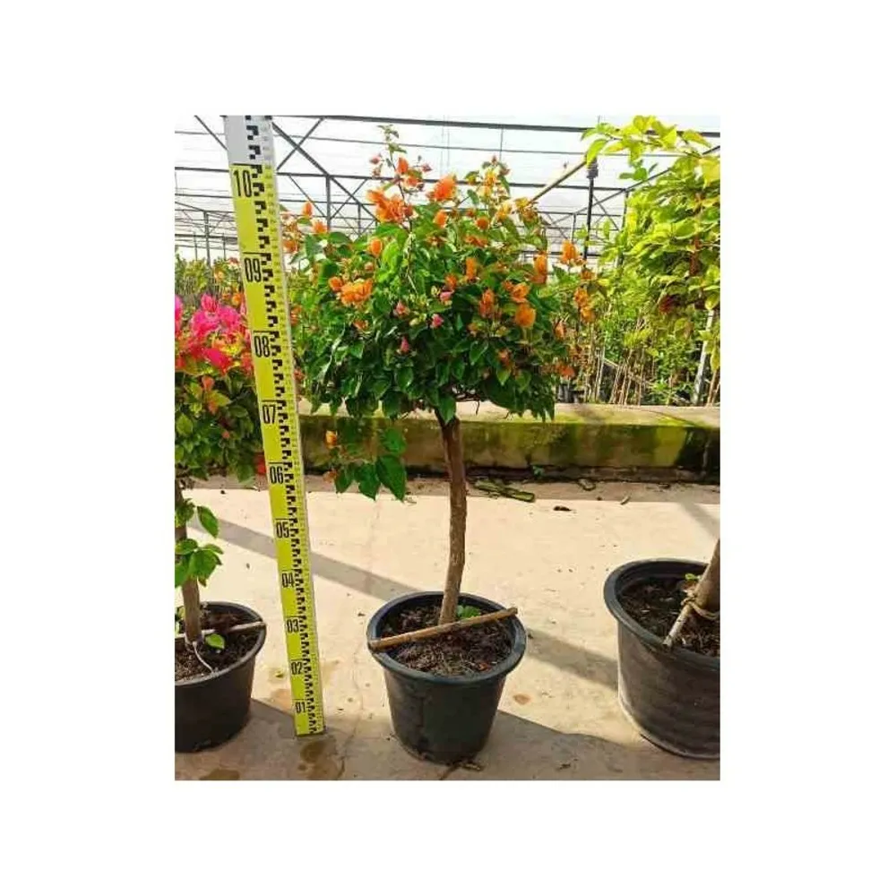 Bougainvillier hybride (bougainvillier) pot de 15l - boule - 70/80cm