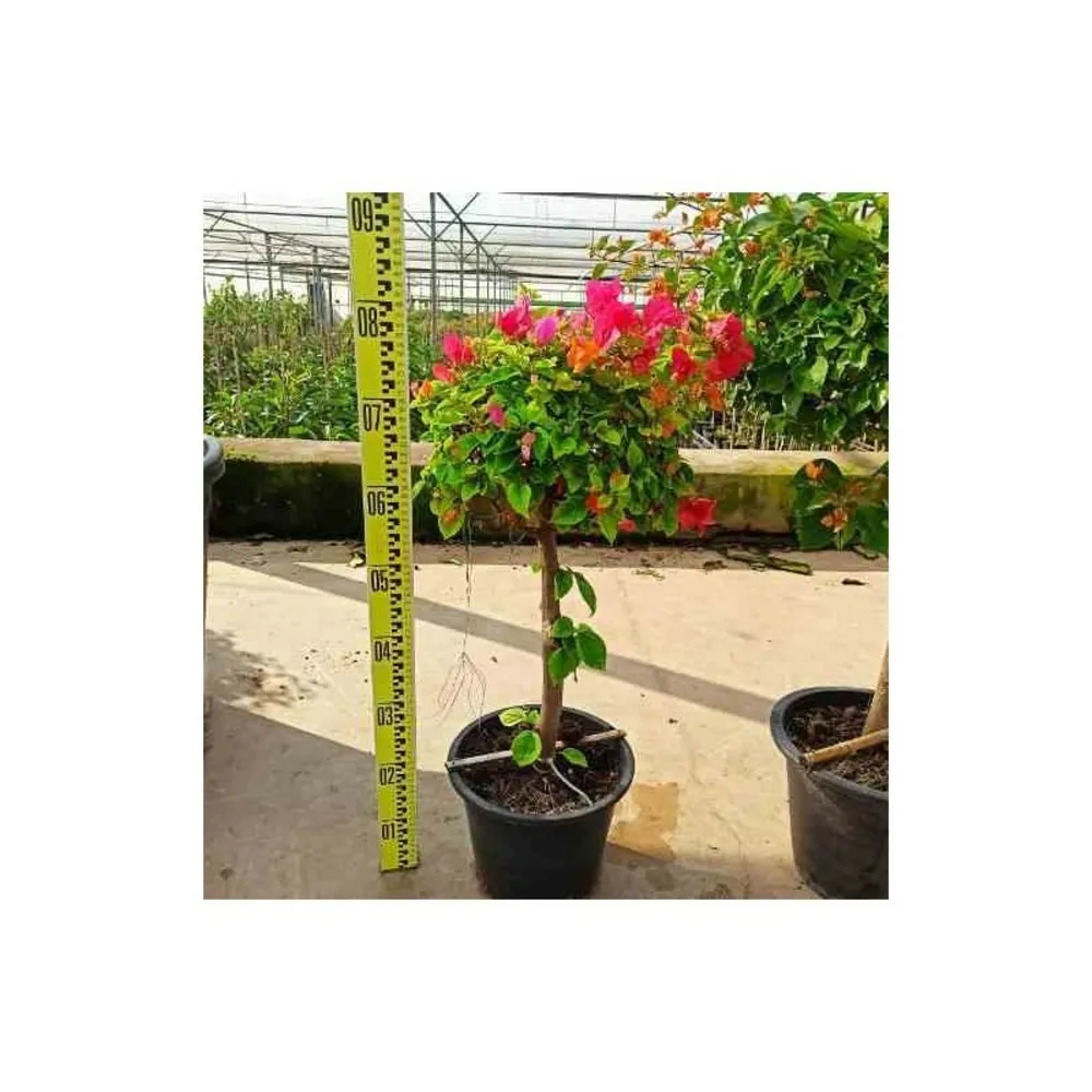 Bougainvillier hybride (bougainvillier) pot de 15l - boule - 70/80cm